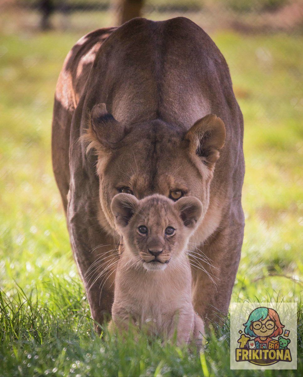 Diamond Painting: Diseño 25/08/2025 — A