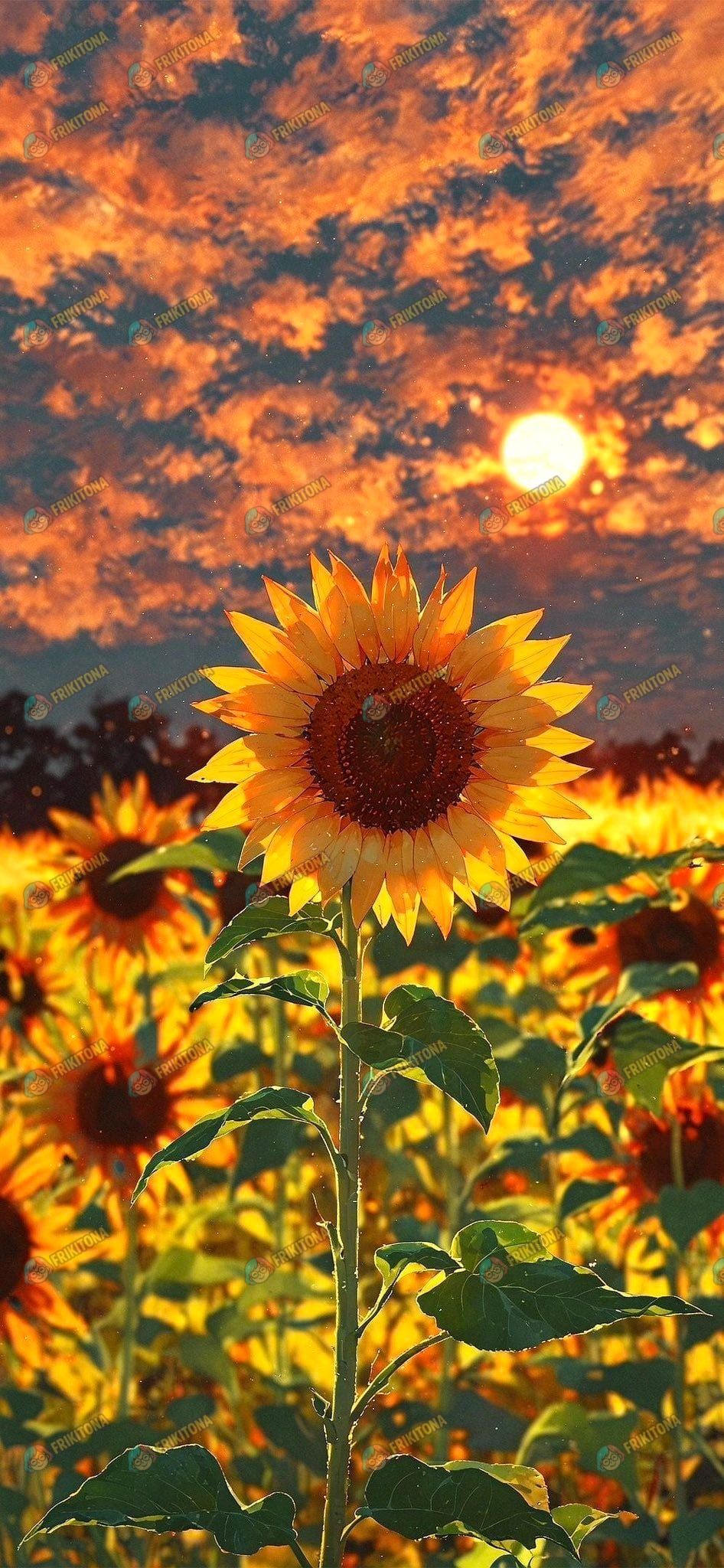Diamond Painting: Girasol al Atardecer Dorado